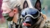 Dogs Can Identify COVID-19