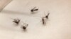 Quiz - WHO: Plague in Madagascar Could Spread