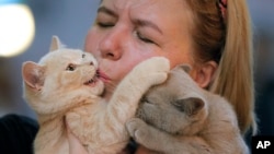 A British shorthair kitten gets a kiss from its owner's during a cat show in Bucharest, Romania, Saturday, Sept. 28, 2019. Hundreds of cats competed in an international cat show recently held in the Romanian capital. (AP Photo/Vadim Ghirda)