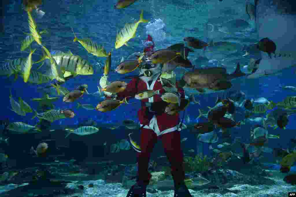 穿着圣诞老人服装的潜水员在马尼拉海洋公园的水族馆内喂鱼。香港也有类似照片,穿着圣诞老人服装的潜水员在香港海洋公园的水族馆内喂鱼。