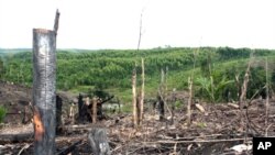 Pembabatan hutan di Semenanjung Kampar, Riau.