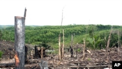 Deforestation, forest dependent community on the Kampar Peninsula in Riau Province, Sumatra, Indonesia.