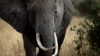 Un éléphant africain marche dans la savane près de Arusha, Tanzanie, le 9 août 2013.