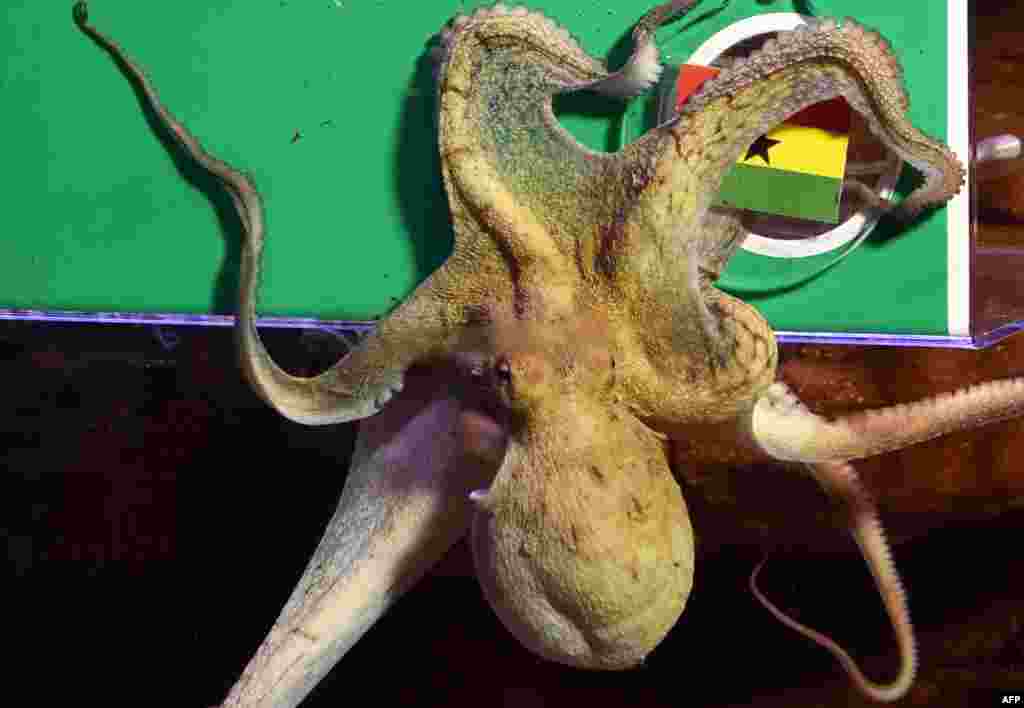 Gurita betina Regina tampak merangkul bendera nasional Ghana dalam sebuah oracle (kegiatan untuk meramal siapa yang akan menang) di Aquarium Sea Life di Berlin, pada malam pertandingan Jerman melawan Ghana pada Kejuaraan Dunia FIFA 2014 di Brazil. 