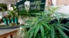 Investors Skittish, but Marijuana Growers, Sellers to Stay the Course