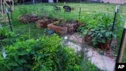 This July 2023 image provided by Adrienne Reeves shows a variety of crops growing in staw bales in a garden in Livonia, Mich. (Adrienne Reeves via AP)