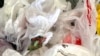 US Among Top Contributors to Ocean Plastic Pollution 