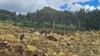 Longsor di Papua Nugini: Ratusan Dikhawatirkan Tewas; 4.000 Mungkin Terdampak