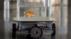 Israeli Researchers Teach Goldfish to Drive Robotic Car