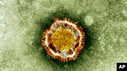 Foto mikroskopik coronavirus, bagian dari keluarga virus yang menyebabkan penyakit termasuk pilek dan SARS. (Foto: Dok)