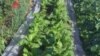 Senegalese Farmers Using Innovative Garden Project to Boost Productivity