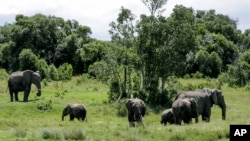 Eneo la mbuga za wanyama la hifadhi ya Ol Pejeta, Kenya, Mei 2, 2020.AP Photo/Khalil Senosi)