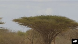 Somalis fleeing hunger in their drought-stricken nation walk along the main road leading from the Somalian border to the refugee camps around Dadaab, Kenya, July 13, 2011. More than 11 million people in the Horn of Africa are confronting the worst drought
