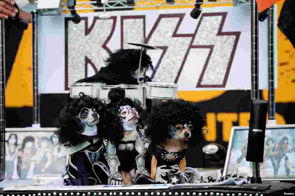 Beberapa anjing didandani kostum seperti grup band rock 'Kiss' pada acara parade Halloween untuk anjing di Tompkins Square di Manhattan, New York.