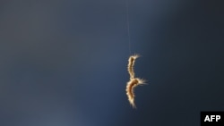 Une chenille dans les champs de culture à Kolkata, en Inde, le 4 mars 2009.