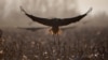 Burung bangau di wilayah konservasi Danau Hula di Laut Galilea, utara Israel, 24 Februari 2021. (Foto: Oded Balilty/AP)