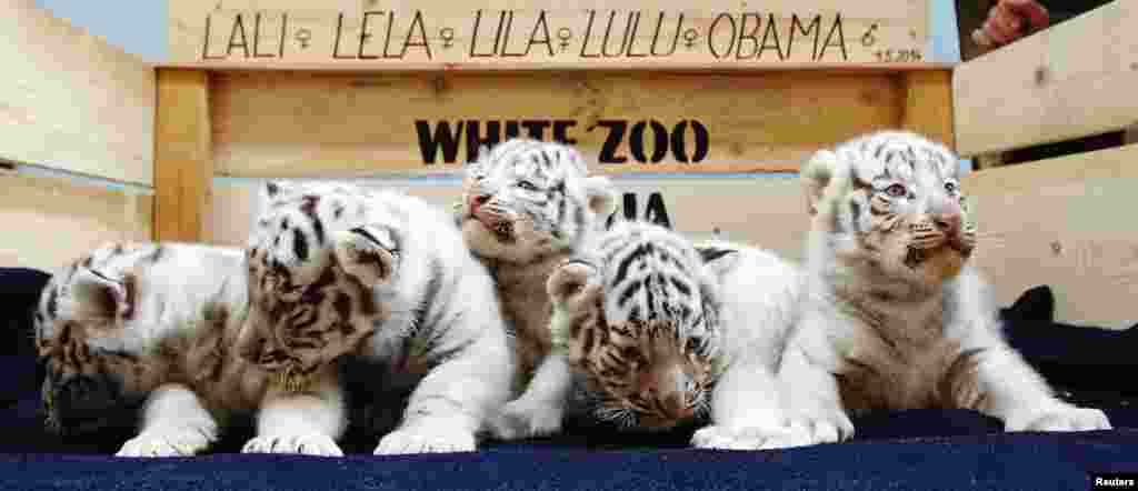 Lima ekor bayi harimau Bengala putih yang baru dilahirkan di kebon binatang Kernhof, Austria diberi nama: Lali, Lela, Lila, Lulu, dan Obama.