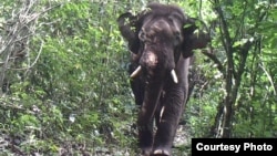 An elephant roams through the jungle at a wildlife sanctuary in Myanmar’s northern Karen state. At least 17 of the 31 species found there are considered near threatened, vulnerable or endangered, a study has found. (Photo - Karen Wildlife Conservation Ini
