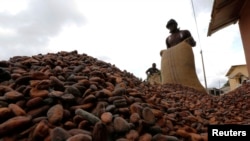 FILE - Men pour out cocoa beans to dry in Niable, at the border between Ivory Coast and Ghana, June 19, 2014. 