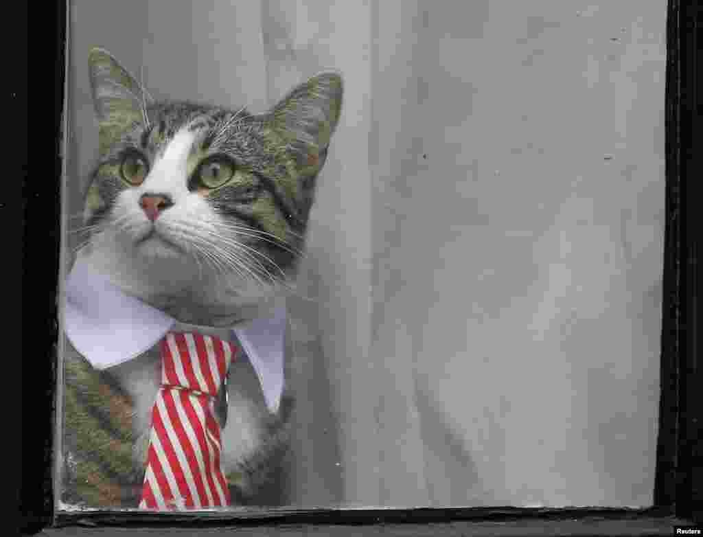 Kucing milik pendiri WikiLeaks Julian Assange terlihat di balik jendela Kedubes Ekuador di London, Inggris.