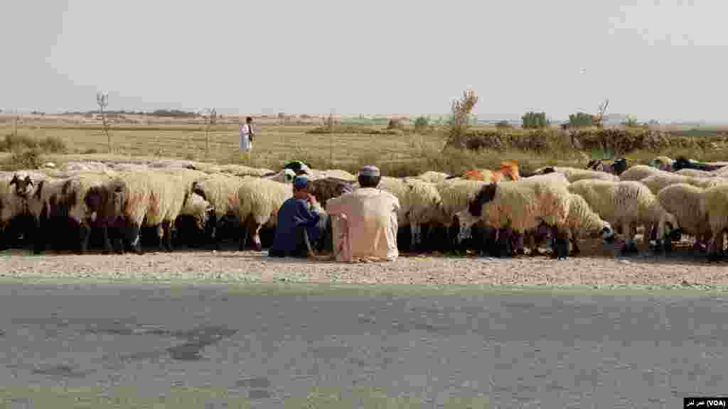 نوجوانان کوچی در طول روز رمه‌های حیوانات را به چراگاه‌ها برده و مراقبت می کنند