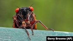 Cicadas Return