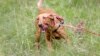 Labrador Retriever Still Top Dog in US, French Bulldog in Second