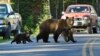 Yellowstone Grizzly Bears Lose Protected Status
