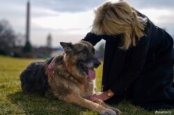 La primera dama de Estados Unidos, Jill Biden, acaricia a uno de los perros de la familia, Champ, después de su llegada de Delaware a la Casa Blanca en Washington, el 24 de enero de 2021.