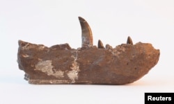 The fossil of the lower jaw and a tooth of the Jurassic Period meat-eating dinosaur Megalosaurus is seen in the collections of the Oxford University. (Oxford University Museum of Natural History/Handout via REUTERS)
