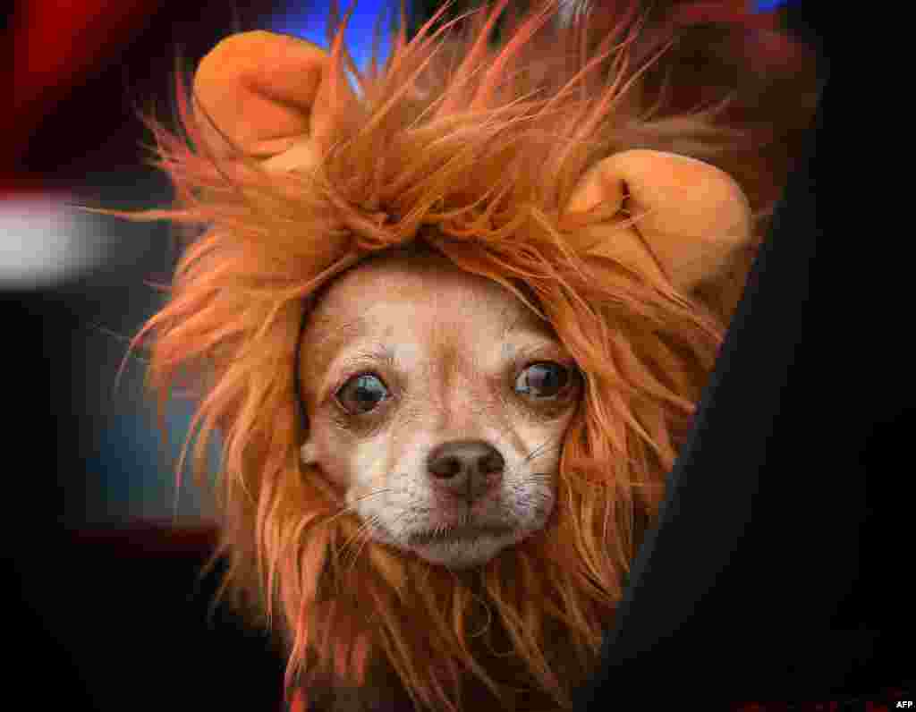 Anjing-anjing didandani kostum Halloween pada parade "Howl'oween" untuk anjing di Long Beach, California, AS.