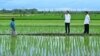 Aktivis Papua Desak Penghentian Proyek Satu Juta Hektar Sawah di Merauke