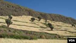 ወርዒ ለኸ 