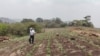 Nicaragua: la pandemia amenaza con terminar de asfixiar al sector agropecuario 