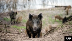 FILE - Wild boars are seen in a forest in Berlin's Tegel district, April 5, 2016.