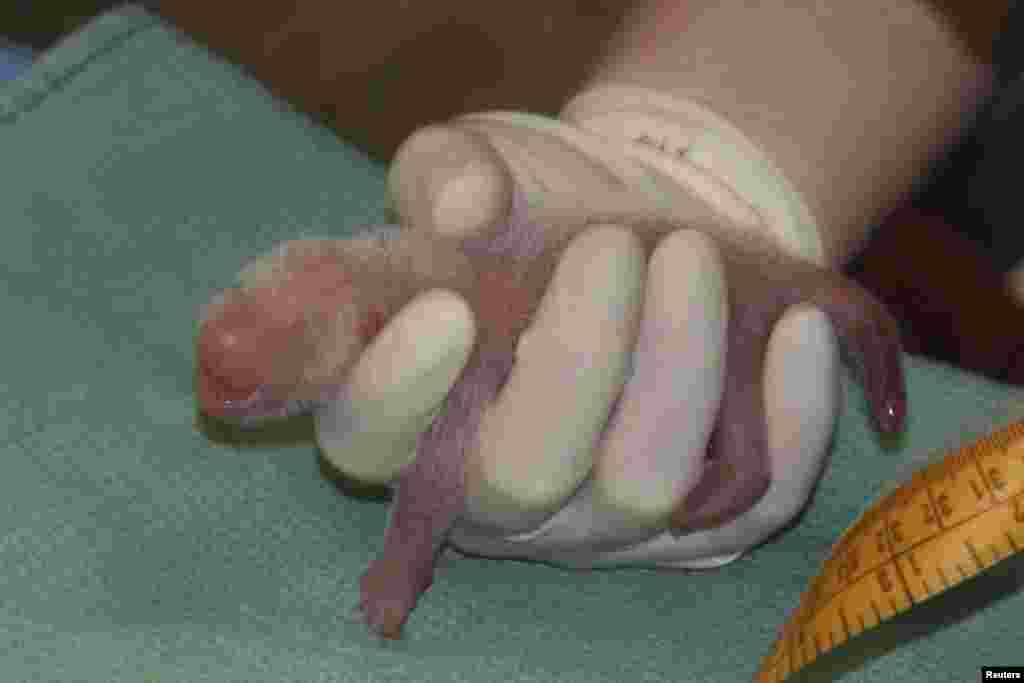 One of the giant panda cubs born at the Smithsonian's National Zoo is being examined by veterinarians, in Washington, DC., Aug. 22, 2015.