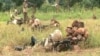 Cameroon Military Frees Hostages, Kills Captors