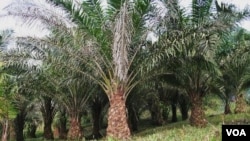 Perkebunan kelapa sawit, menggeser keberadaan hutan adat di Papua? (foto dok: perkebunan kelapa sawit/ilustrasi).