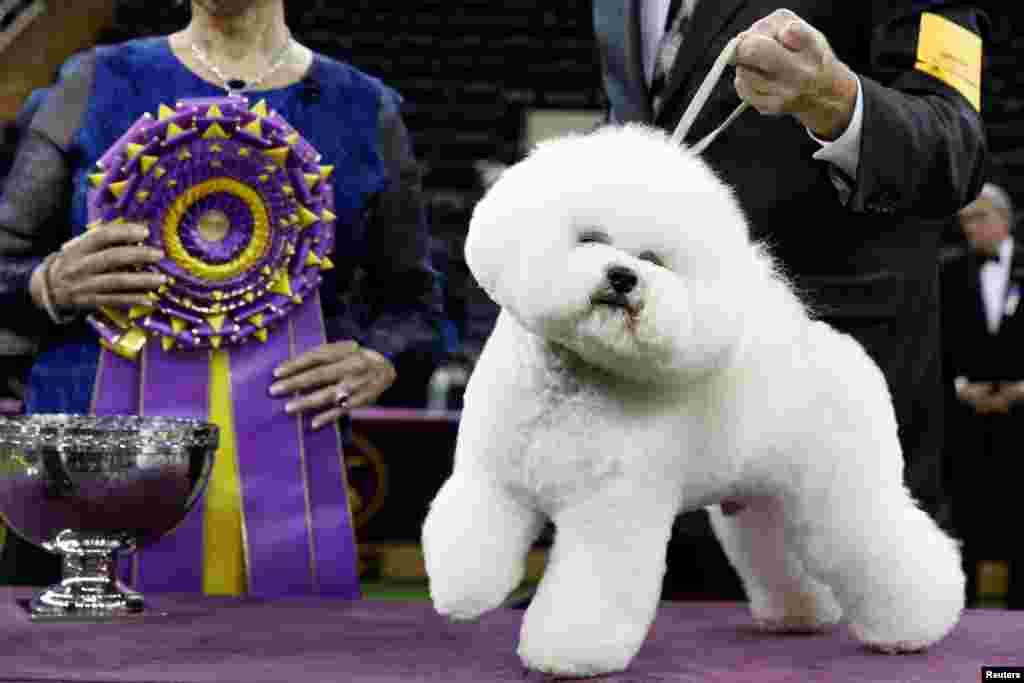 Flynn, a bichon frise and winner of Best in Show, poses after winning the 142nd Westminster Kennel Club Dog Show in New York.