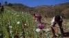 Poppies, Power and Politics in Myanmar’s Kokang Conflict