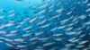 Oceans Get a Health Check