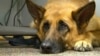 Study: Dogs Evolved to Use Eyes to Connect with Humans 