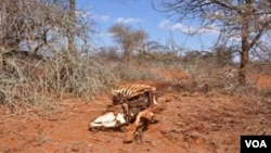 drought_ethiopia