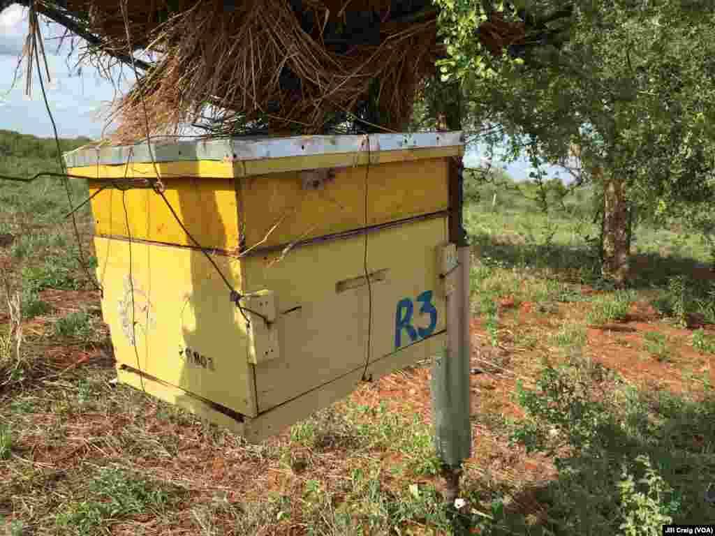 One of the hives that make up a beehive fence at Charity Mwangome's farm in Taita-Taveta area of Kenya, April 19, 2016.