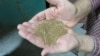 Demand Rises for Teff, Other 'New' Alternatives to Wheat