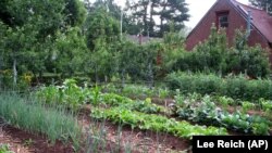 Gardening-Weedless