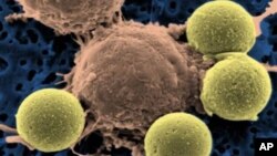 T-cells