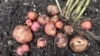 How to Harvest Your Potatoes 