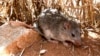 Study: Male Mice Use 'Love Songs' to Woo Their Women