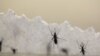 Zika afecta seguros de cancelación de eventos